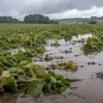 Chuvas intensas em solos encharcados elevam alerta para produtores no Sul do Brasil