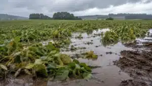 Chuvas intensas em solos encharcados elevam alerta para produtores no Sul do Brasil