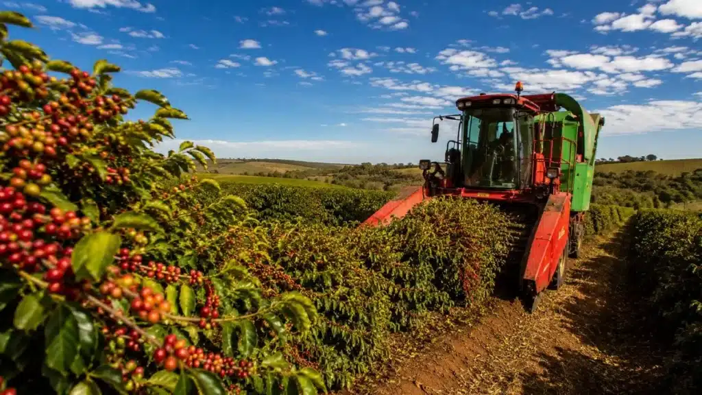 Colheita-de-Café-202627-Atraso-Preocupa_-Mercado-Segue-Volátil-e-El-Niño-Entra-no-Radar