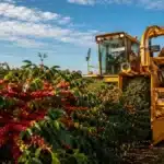 Colheita de Café 2026/27: Atraso Preocupa, Mercado Segue Volátil e El Niño Entra no Radar
