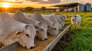 DDG na Pecuária: O que É e Como Usar na Dieta Bovina