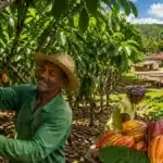 Plano Safra impulsiona cacau na Bahia e aumenta a produtividade de agricultores familiares