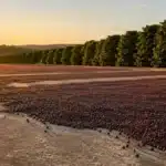 Pós-Colheita do Café: O que Acontece no Terreiro Define a Nota na Xícara
