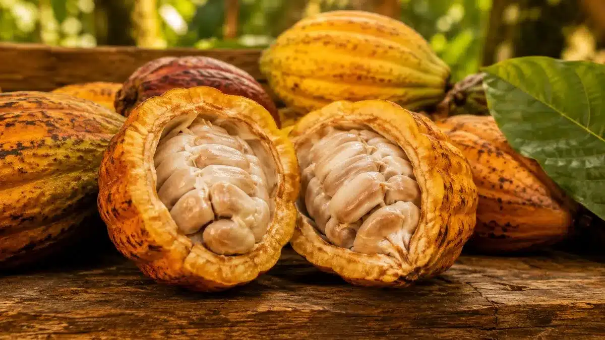 Preço do Cacau em 2026: Ainda Acima de US$ 5 Mil por Tonelada