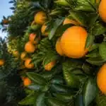 Safra de Laranja 2026/27: Boas Condições de Campo, Mas Mercado Internacional Exige Mais Qualidade