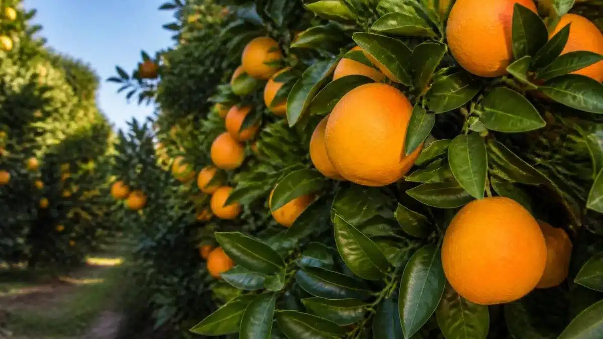 Safra de Laranja 2026/27: Qualidade Decide Quem Exporta Mais