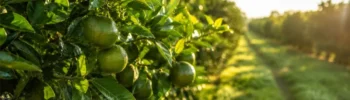 Safra de Laranja 2026/27: Preços Abaixo de 2025