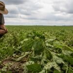 Seguro Rural Cobre Menos de 4% da Área Plantada: Entenda o Risco Para a Sua Propriedade