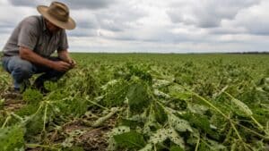 Seguro Rural Cobre Menos de 4% da Área Plantada no Brasil