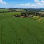 Seguro Rural no Paraná: 99% das Propriedades de Soja e Milho Estão Aptas