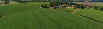 Seguro Rural no Paraná: 99% das Propriedades Estão Aptas