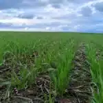 Semeadura de Trigo no RS Atinge 83% e Safra de Inverno Avança Apesar das Chuvas