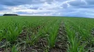 Semeadura de Trigo no RS Atinge 83% em Julho de 2026