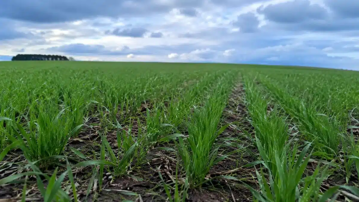 Semeadura de Trigo no RS Atinge 83% em Julho de 2026