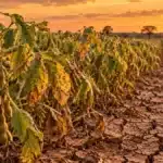 Super El Niño na Safra 2026/27: O Que Você Precisa Planejar Agora Para Não Perder Depois