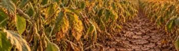 Super El Niño 2026/27: O Que Fazer Para Proteger Sua Safra
