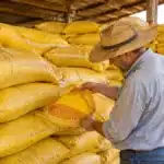 Agricultura Familiar: Sindicato Amplia Benefícios em Fontoura Xavier