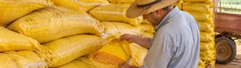 Sementes Grátis e Crédito Rural para a Agricultura Familiar