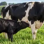 Beef on Dairy: Como o Cruzamento Angus com Gado Leiteiro Abre Uma Nova Fonte de Receita na Propriedade