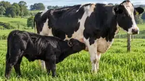 Beef on Dairy: Cruzamento Angus com Gado Leiteiro Para Carne Premium