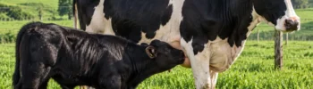 Beef on Dairy: Cruzamento Angus com Gado Leiteiro Para Carne Premium
