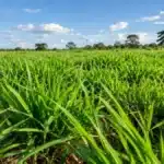 Bioestimulantes de Algas Para Pastagens: Mais Rebrota, Mais Biomassa e Mais Alimento Para o Gado