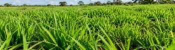 bioestimulantes para pastagens
