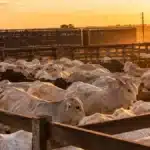 Boi gordo cai 4,23% mesmo com nova cota dos EUA