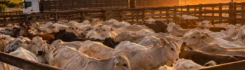 Boi gordo cai 4,23% mesmo com nova cota dos EUA