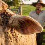 Carrapato bovino tira R$ 300 milhões por ano do bolso do pecuarista gaúcho