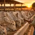 Custo do Carrego, Ineficiência Técnica e Trava de Preço: O que Todo Pecuarista Precisa Entender