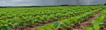 El Niño na safra de soja 2026/27: como reduzir os riscos