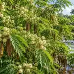Leucena: A Planta que Prometeu Revolução na Pecuária e Virou Invasora Ambiental