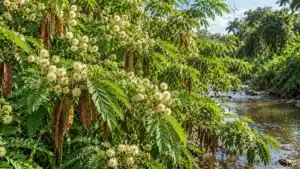 Leucena: Planta Invasora e o Projeto de Lei que Quer Bani-la