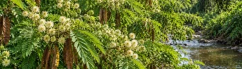 Leucena: Planta Invasora e o Projeto de Lei que Quer Bani-la