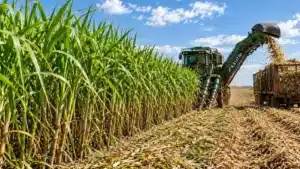 Mapeamento de Solo na Cana: Como a Tereos Usa Dados Para Produzir Mais