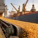 Milho: 2,2 Milhões de Toneladas em 10 Dias de Agosto, Mas Ritmo Diário Cai 32% em Relação a 2025