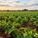 Plantio do Feijão: Como Escolher a Melhor Janela Climática