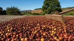 Preço do Café Agosto 2026: Arábica Sobe e Estoques em Mínima em NY