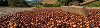 Preço do Café Agosto 2026: Arábica Sobe e Estoques em Mínima em NY