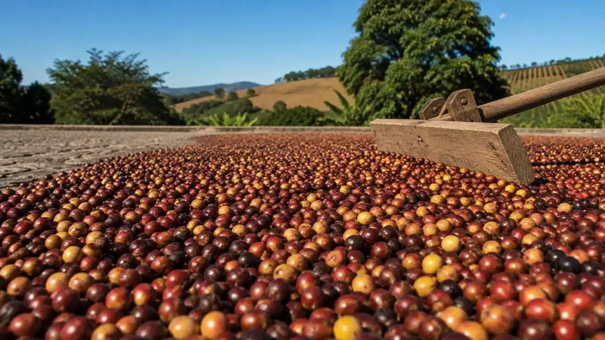 Preço do Café Agosto 2026: Arábica Sobe e Estoques em Mínima em NY