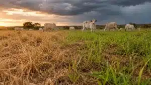 Manejo de Pastagens na Transição: Evite Perdas no Rebanho
