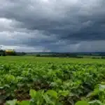 El Niño e as chuvas de outubro a dezembro: o que isso muda na sua safra