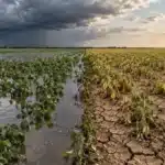 El Niño muito forte: o que muda no manejo da safra 2026/27