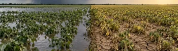 El Niño muito forte ameaça a safra 2026/27