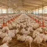 Excesso de Oferta Derruba Preço do Frango no Atacado