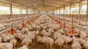 Preço do Frango Cai em Agosto, mas Exportação Sobe 40%