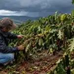 Granizo no café: como proteger a safra 2027 e o que fazer com o café que ficou no chão