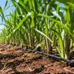 Irrigação por gotejamento pode elevar em 50% a produtividade da cana
