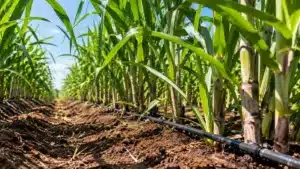 A irrigação por gotejamento na cana-de-açúcar pode elevar a produtividade em até 50%